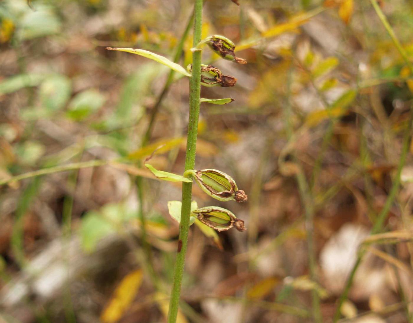 Helleborine, Broad-leaved fruit